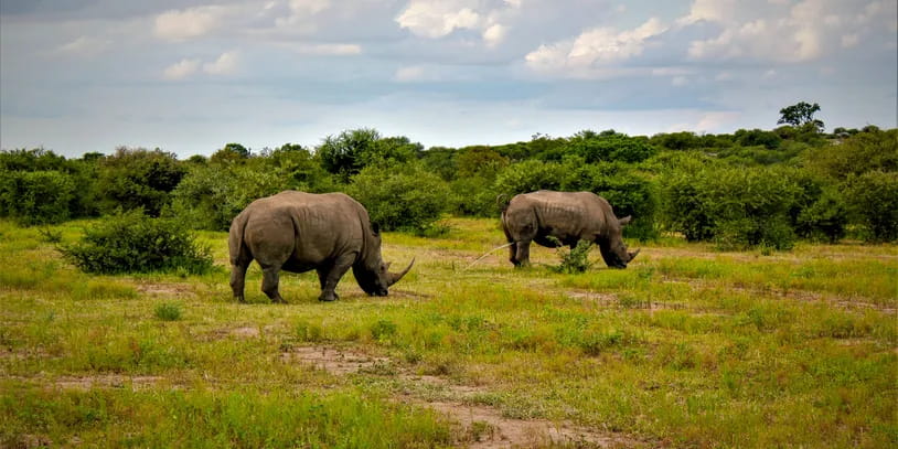 Dois rinocerontes na selva 