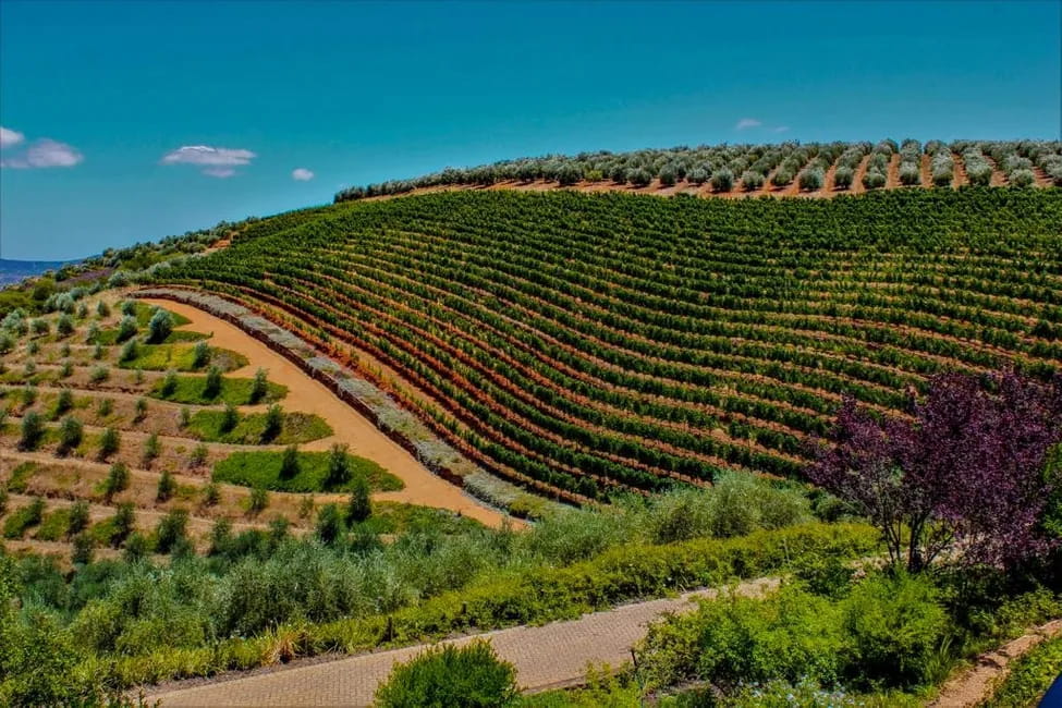 Foto de parreiras em vinícola Tokara em Stellenbosch