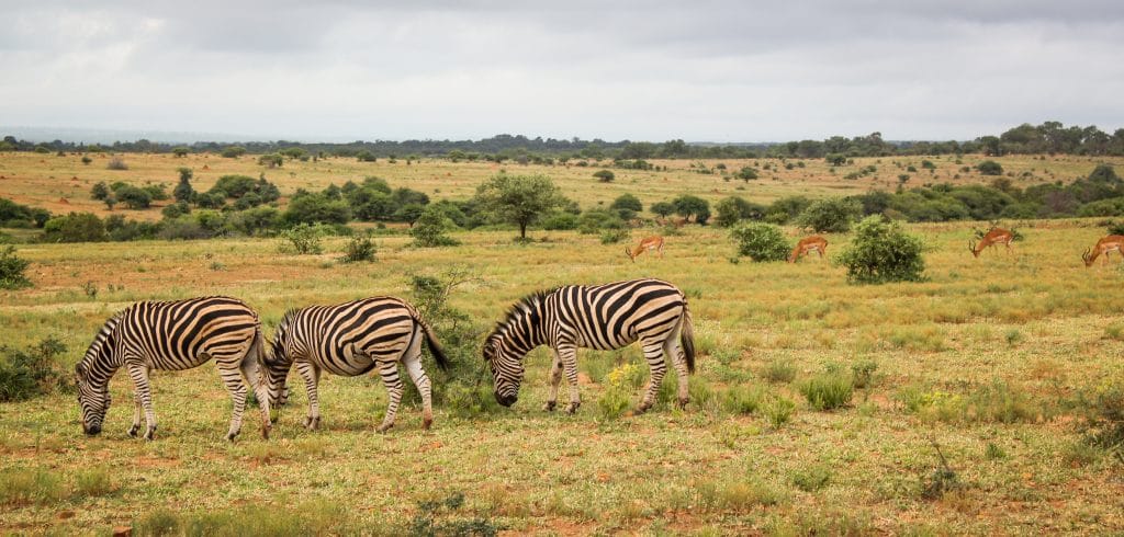 Três zebras em safári na África do Sul 