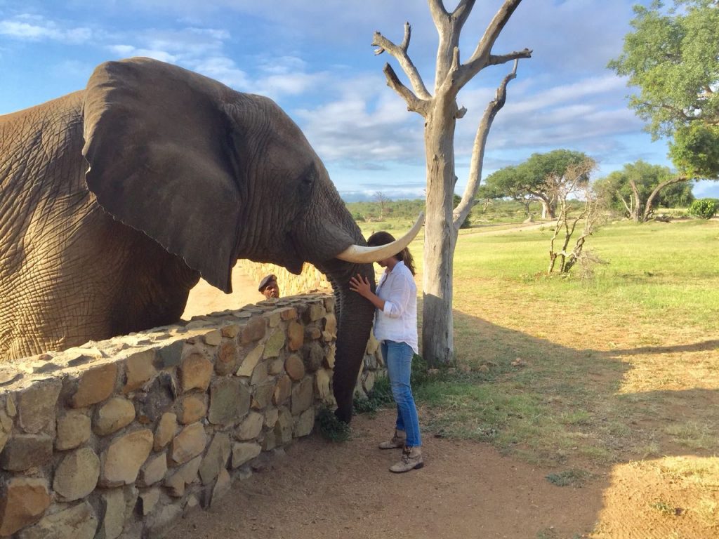 Mulher abraçando tromba do elefante em safári na África do Sul 