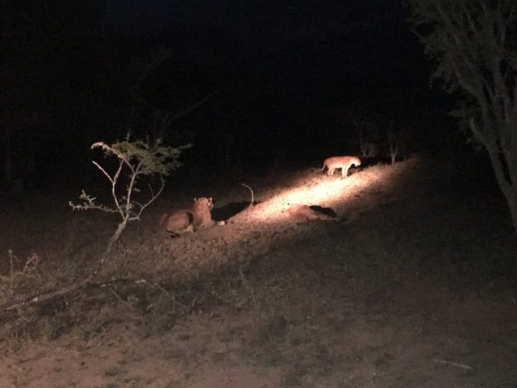 leoas em safári na África do Sul 