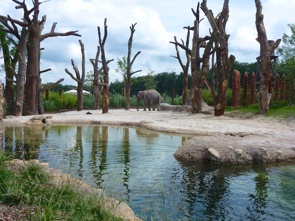 Zurich Zoo elefante - Public Domain